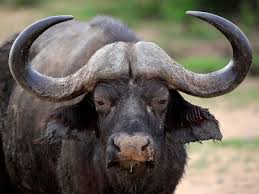 Join us on one of our south africa cape buffalo hunts if you want to go up against the legendary black death on our outstanding buffalo hunting area in northern limpopo province. Big Game Hunter Gored To Death By Buffalo Moments After Shooting Another Member Of Herd The Independent The Independent