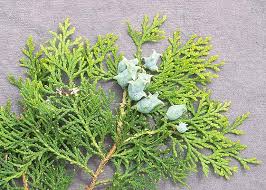 Image result for Platycladus orientalis