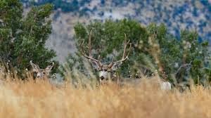 When hunting pressured mule deer you have to get strategic and you've got to get creative to put that big deer hunting is always tough. American Hunter How To Field Judge A Mule Deer In 30 Seconds