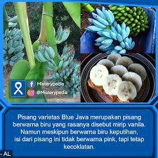 Pisang merupakan hasil pertanian yang melimpah di daerah saya. Misterypedia à¤ª à¤¸ à¤Ÿ Facebook