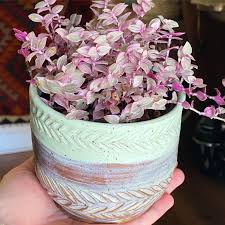 Check spelling or type a new query. Callisia Repens Pink Panther Is My Favorite Pink Plant Shhhhhh Don T Tell My Ppp Pinkplants