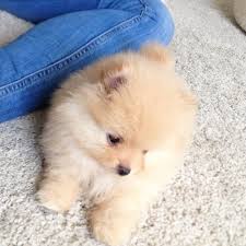We are partnered exclusively with some of the best international show breeders in the world, specializing in the tiniest, cutest and most precious pomeranian puppies with the sweetest temperaments. Tiny Teacup Pomeranian Puppy London Central London Pets4homes