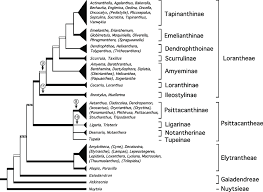 Image result for Spragueanella