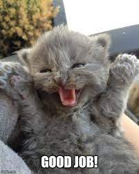 Internet superstar grumpy cat has died stuff co nz. Yay Kitty Imgflip