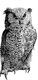 Which animal is your favourite? Line Art Drawings From The Us Fish And Wildlife Service