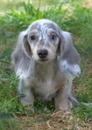 Adopt moira* a white dachshund / mixed dog in anderson, sc (31177952) view details. Dapple Long Haired Doxie Novocom Top