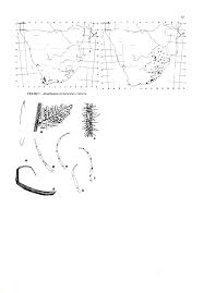 Image result for Cheilanthes botswanae