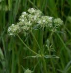 Image result for Agathisanthemum globosum