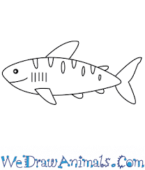 Draw lots of triangles, and stripes on the tail. How To Draw A Simple Tiger Shark For Kids