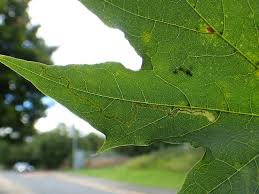 Image result for Stigmella aceris