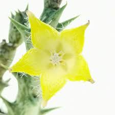 Image result for Orbea dummeri