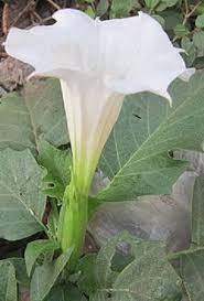 Explore the effects of this drug (plant) used bye many to mind. Burundanga La Droga Que Cruza El Atlantico America El Pais