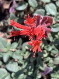 Image result for Marsdenia macrantha