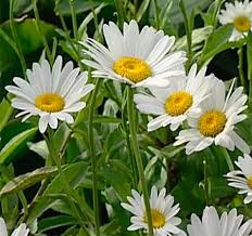 Shasta Daisies How To Grow Care For Shasta Daisy Flowers In The Garden