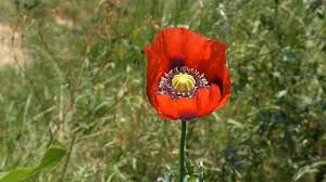 Flower, Poppy, Poppy Flower