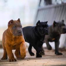 Kopek Dunyasi On Instagram Daha Fazlasi Icin Takipte Kalin Dog Tr58 Kangal Kangaldog Trkangal Pitbull Dog Cane Corso Cok Sirin Hayvanlar Pitbull