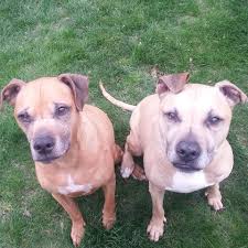 Apr 14, 2020 · the typical pit bull lifespan is about 12 to 14 years. How Long Do Pit Bulls Live Mine Lived Over 14 Years