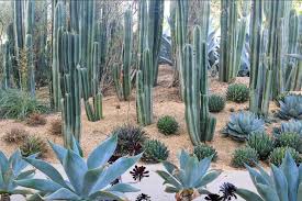 Image result for Lophocereus marginatus