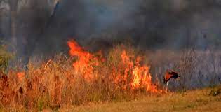 Incendio forestal deja animales parcialmente calcinados en cusco (fotos) los incendios forestales no tienen para cuándo acabar en cusco. Incendios Se Triplico El Rescate De Animales Que Huyen Buscando Refugio Agenfor