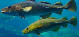 أنواع الأسماك البحرية سطور