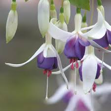 Resilient and hardy, this variety is a fusion of marbled hot pink petals with a candy blush; Fuchsia Plants Delta S Sarah Dobies