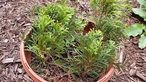 Image result for cuttings thujas
