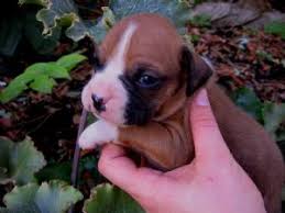 Boxer breeders in australia and new zealand. Boxer Puppies In Oregon