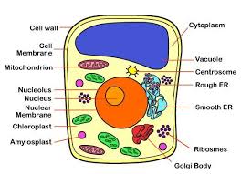 Parts Of A Typical Cell Bullet Points In 2020 Plant Cell Diagram Cell Diagram Plant Cell