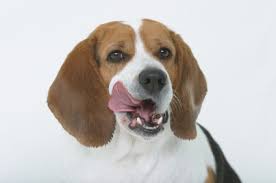 Many dog owners view dogs' licking as a sign of affection similar to kissing. Is Lip Licking Beagle A Threat To Baby Wilde About Dogs