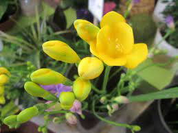 Maybe you would like to learn more about one of these? Eugene Wholesale Flowers
