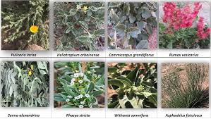 Image result for Commicarpus grandiflorus