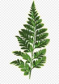 10 Fern Png Cartoon Plant Leaves Png Plants