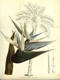Bird Of Paradise Plant Leaves Curling Up White Bird Of Paradise Care How To Grow Strelitzia Nicolai Birds Of Paradise Birds Of Paradise Flower Tropical Garden