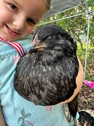 Any idea what kind? And I'm also praying a hen. She's 10 weeks