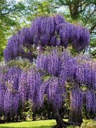 We did not find results for: Wisteria Tree Amethyst Falls Wisteria For Sale The Tree Center Wisteria Tree Tall Potted Plants Vine Plant