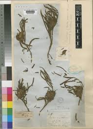 Image result for Crabbea cirsioides