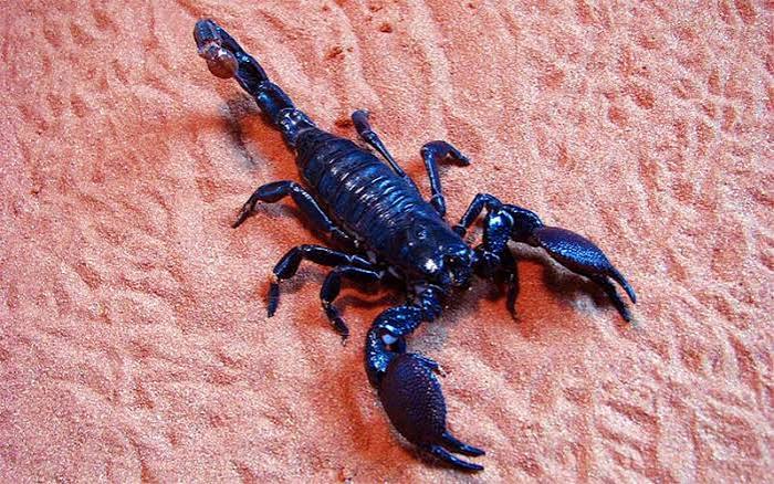 Types of Scorpions