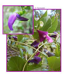 Interested in seeing native hawaiian plants growing in the landscape? Bws Native Plants For Water Conservation