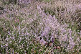 Image result for Ericinella