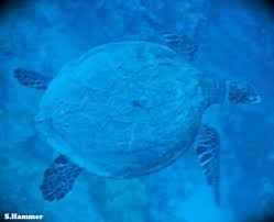 O'ahu Hawksbill Sea Turtle Sightings: HIhawksbills.org