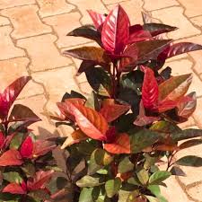 Image result for Eranthemum