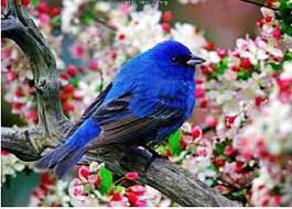 pin on kuslar birds