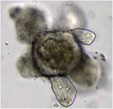 These events include the duplication of its dna (dna replication) and some of its organelles, and subsequently the partitioning of its cytoplasm and other components into two daughter cells in a process called cell division. Primary Cell Culture Wikipedia