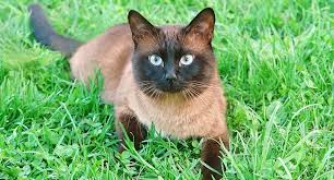 Lilac points are the artistest of the meezer world. Flame Point Siamese What You Need To Know About This Coloration