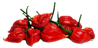 red habanero red habanero