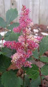 Astilbe Flower Pictures Astilbe Real Flowers