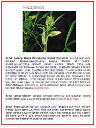 Panduan dan cara mudah menanam bendi di rumah adalah seperti berikut. Label Kebun