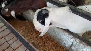 Purina® products deliver the nutrition and performance you expect. Starter Feed At Raigadh Goat Farm P S Starter For Goats Youtube