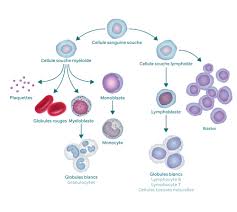 Leucemia este un cancer al celulelor formatoare de singe din maduva osoasa. La Leucemie Chez L Enfant Et L Adolescent Ensemble