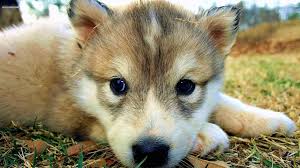 How to draw chibi wolf link, wolf link from legend of zelda, step by step, drawing guide, by dawn. Cute Wallpapers Wolf Wolf Wallpapers Pro